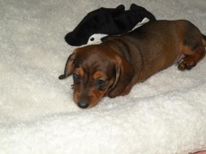 MinimaledarkbrownnewbornDachshund